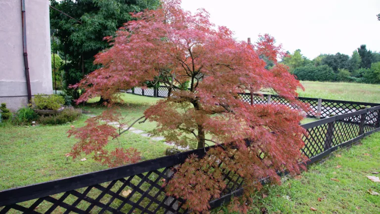 Acer rubrum