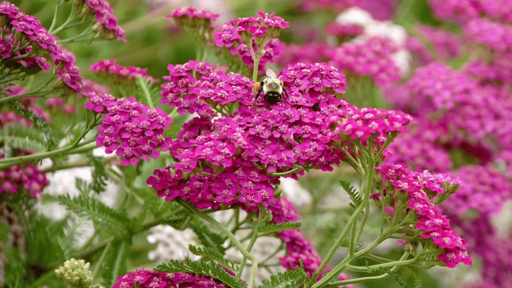 Optimal Environment for Growing Achillea