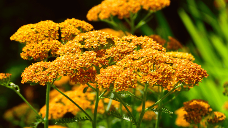 Achillea