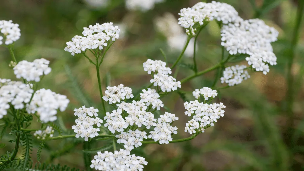 Gardening with Achillea