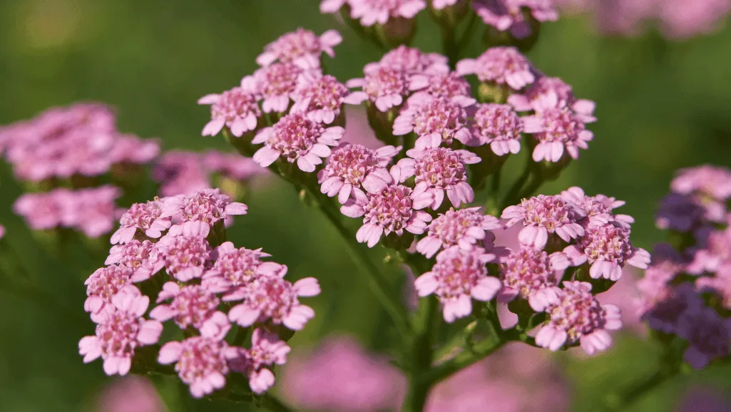 Achillea Planting Steps