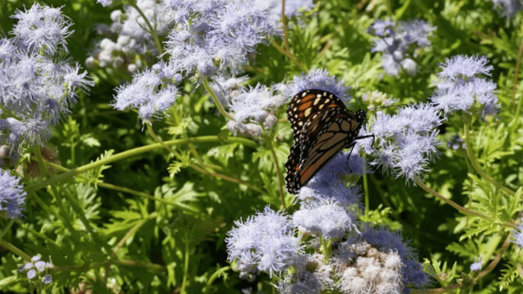 Adapting Your Landscape