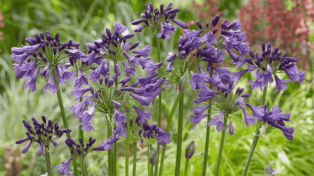 Agapanthus in pots