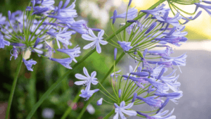 Agapanthus