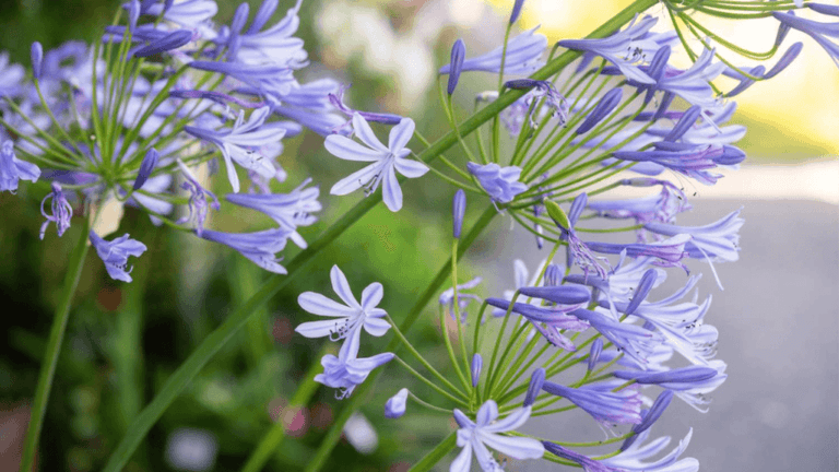 Agapanthus Care Guide: Planting, Growing & Tips 1 Agapanthus