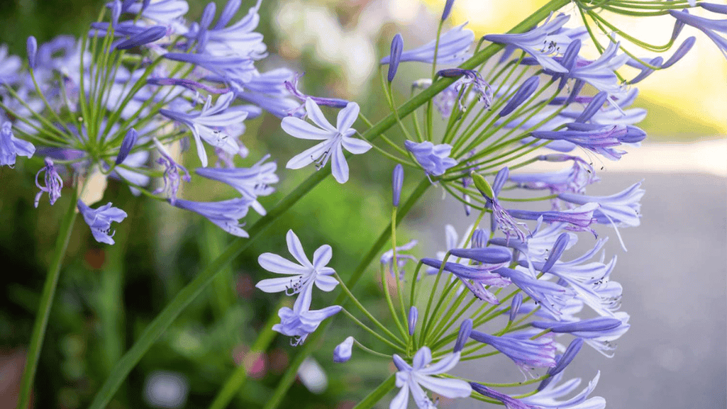 Agapanthus Care Guide: Planting, Growing & Tips 1 Agapanthus