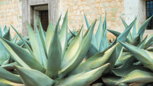 Agave Blue Flame