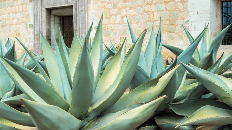 Agave Blue Flame: Sustainably Chic Garden Add-On 1 Agave Blue Flame