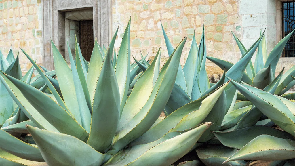 Agave Blue Flame: Sustainably Chic Garden Add-On 1 Agave Blue Flame