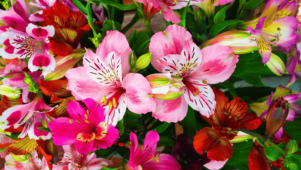 Alstroemeria sunlight requirements