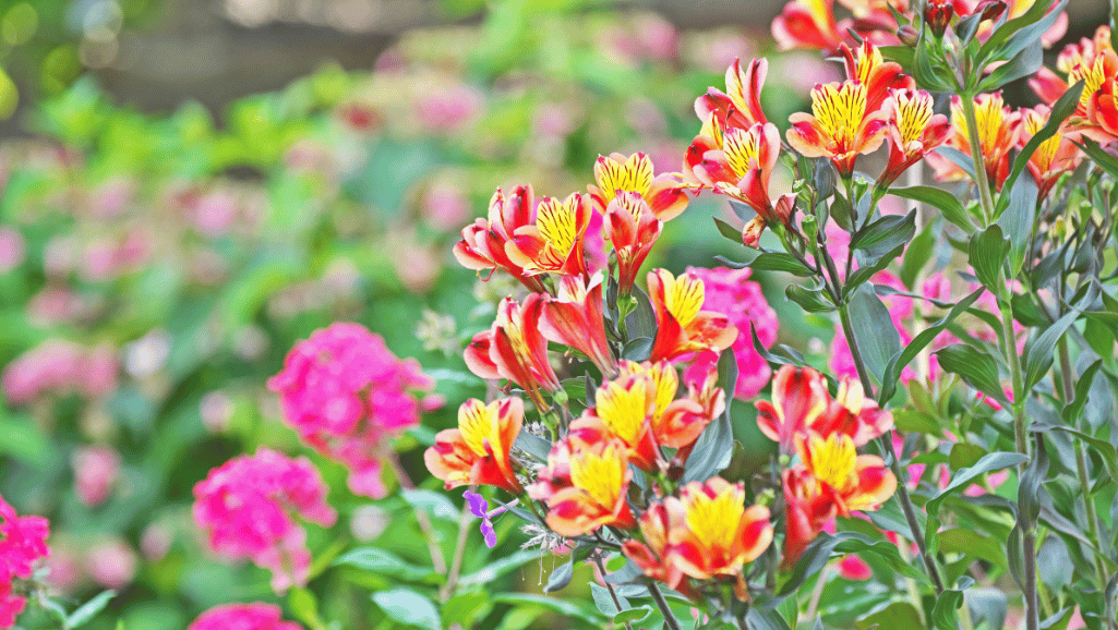 Vibrant Alstroemeria Flowers