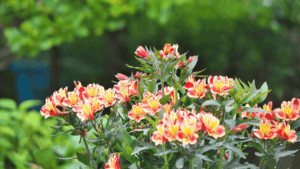 Alstroemeria