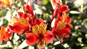Alstroemeria Varieties