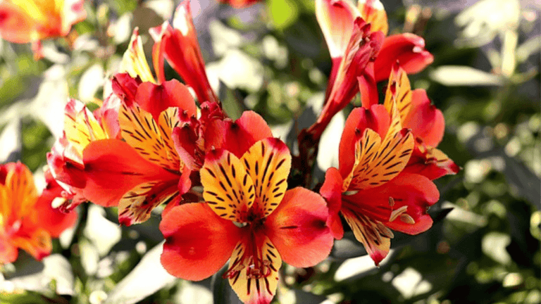 Alstroemeria Care Guide: Tips for Vibrant Blooms 1 Alstroemeria Varieties