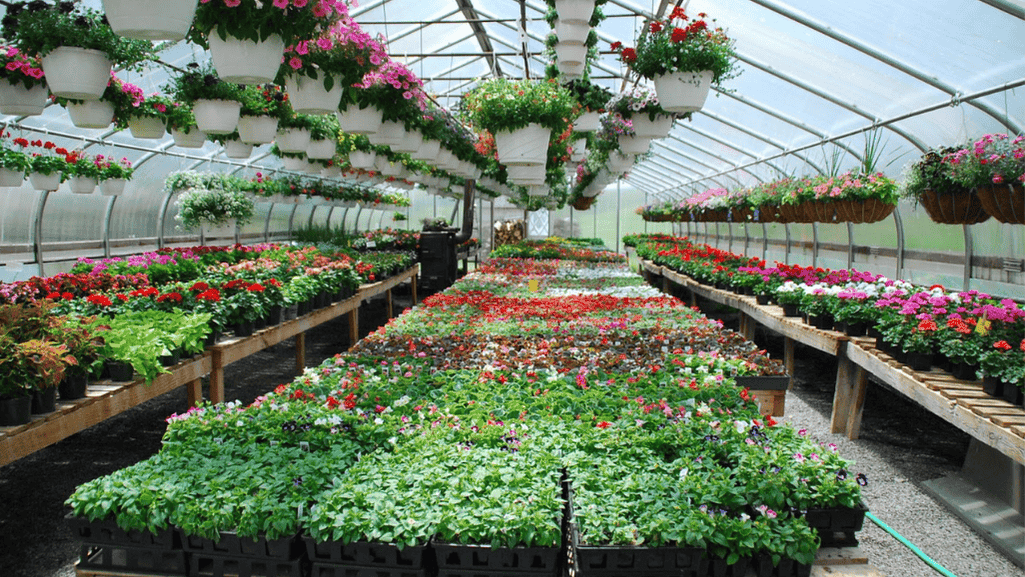 Amish Greenhouse Maintenance and Care