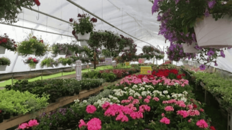 Amish Greenhouses1