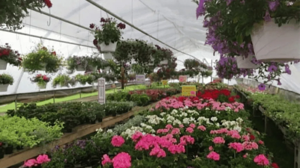Discover Amish Greenhouses: Traditional & Efficient 1 Amish Greenhouses1