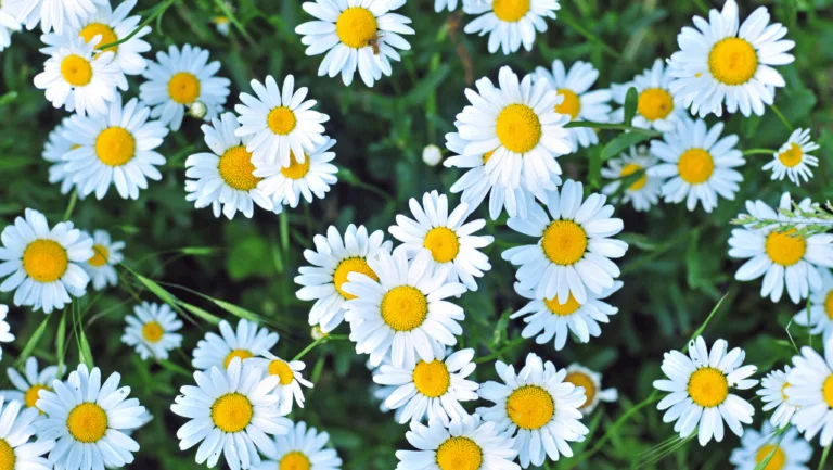 Discover Your April Birth Flower Significance! 1 April Birth Flower