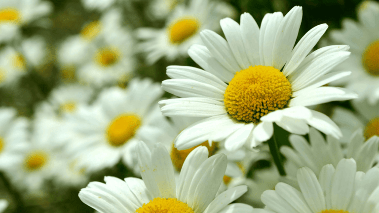 Discover Your April Birth Flower Significance! 1 April Birth Flower
