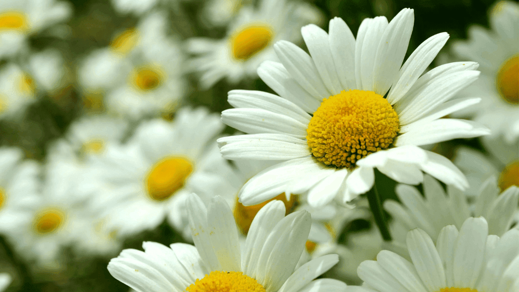Discover Your April Birth Flower Significance! 1 April Birth Flower