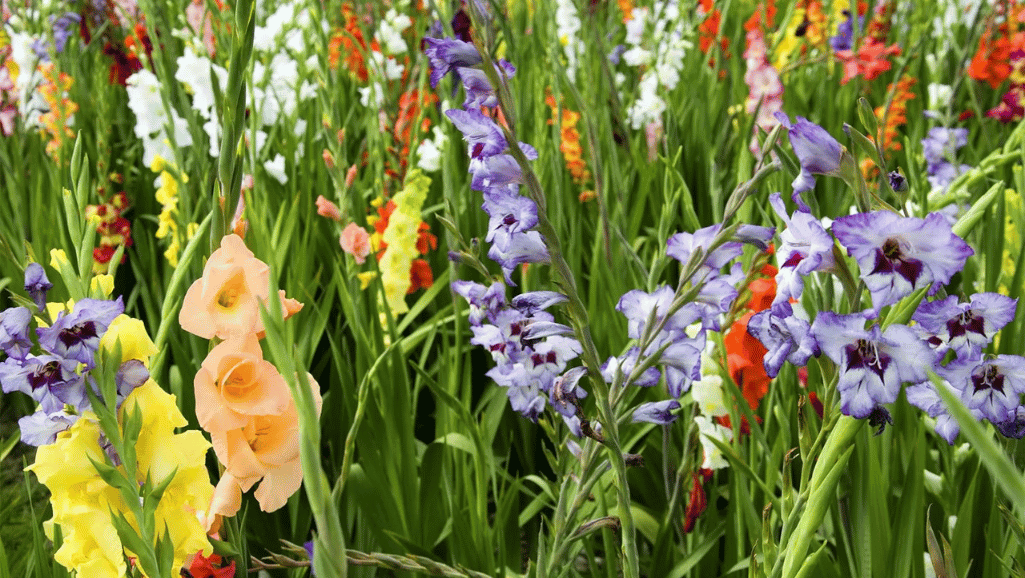 Bamboo stakes supporting gladiolus plants