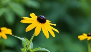 Black eyed susans bloom