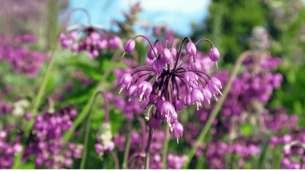 Care for Native Wildflower Garden