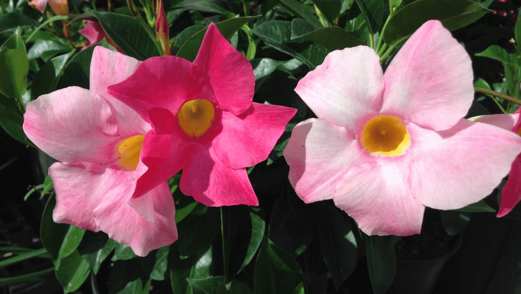 Mandevilla Vine Training Techniques