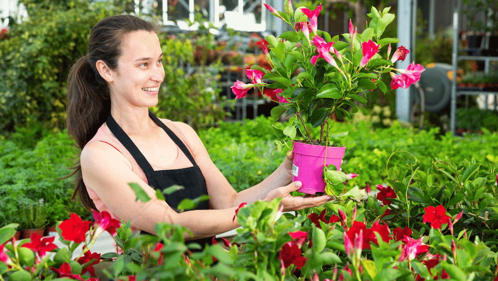 feeding mandevilla