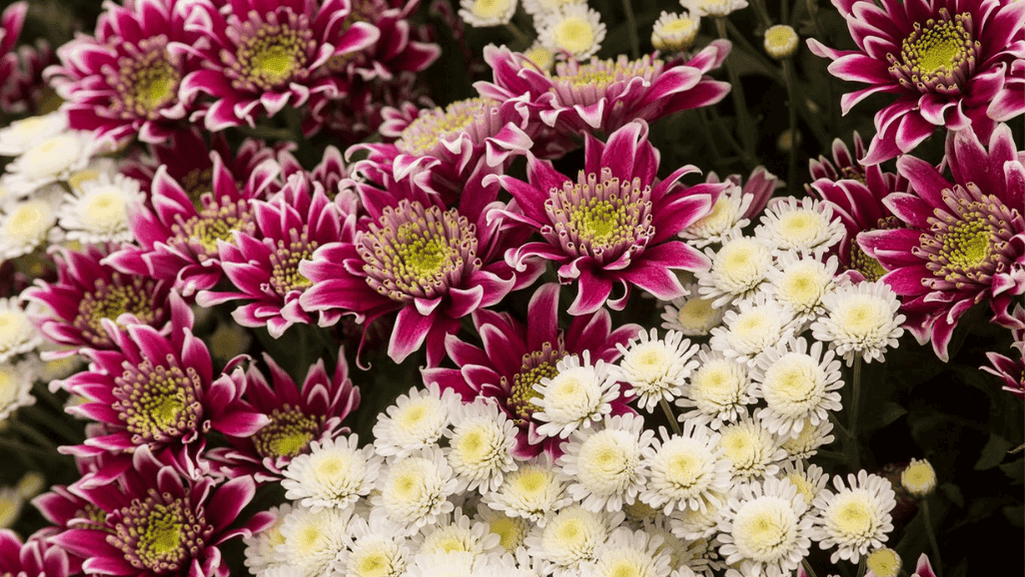 Chrysanthemum Care and Maintenance