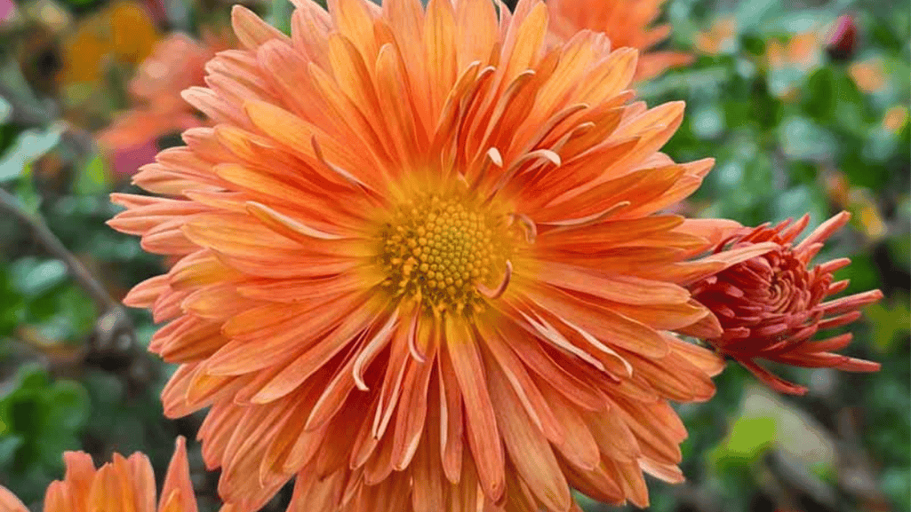 Chrysanthemum Colors