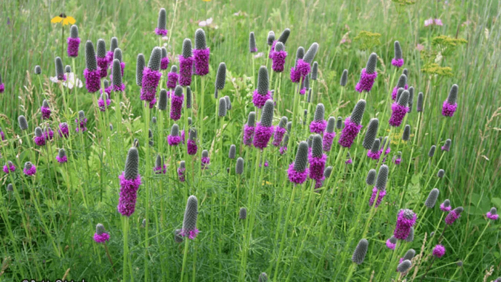 Colorful Prairie Garden