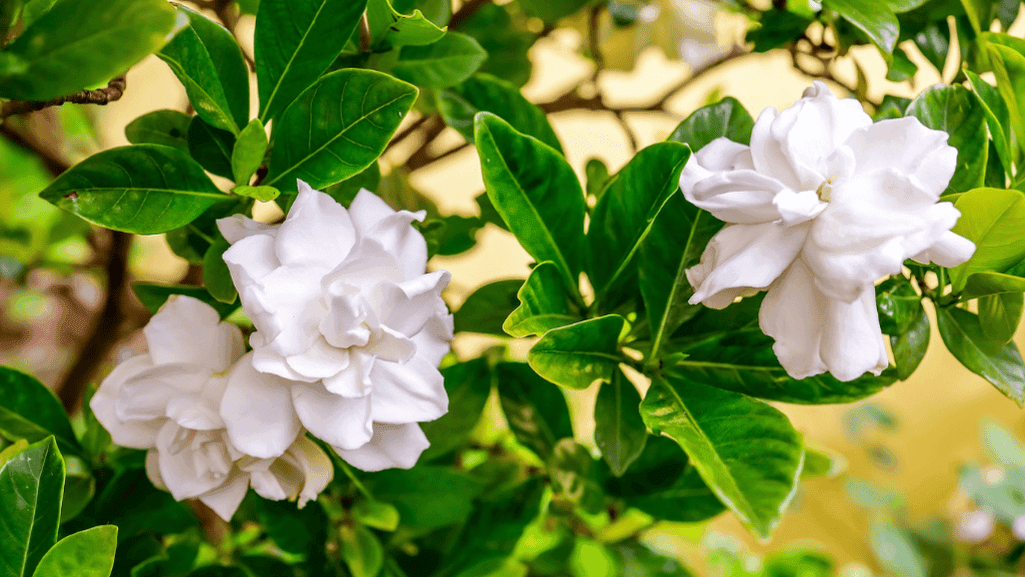Common pests and diseases affecting gardenias