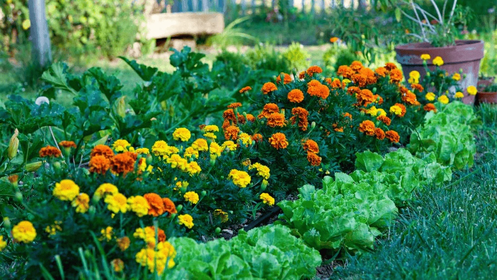 Companion Planting in Tropical Garden