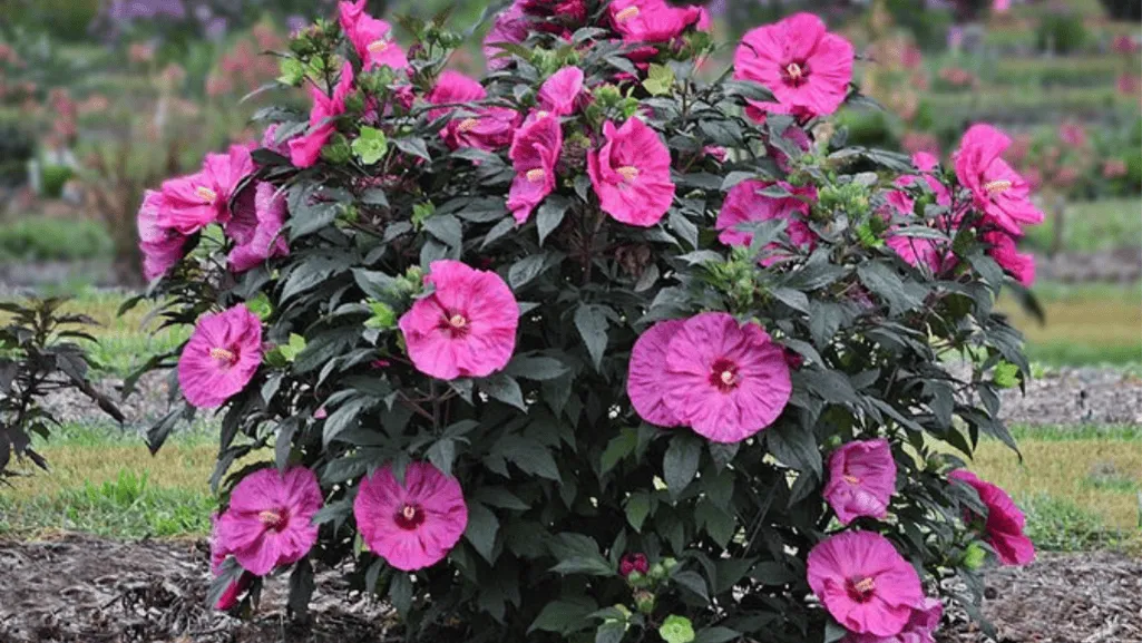 Container Gardening in the Equatorial Climate Zones