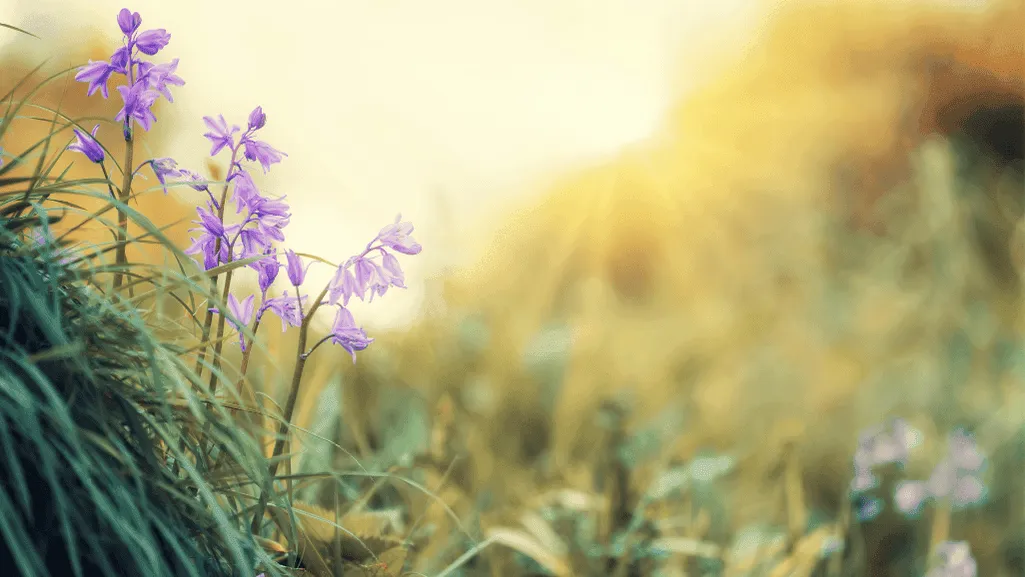 Encouraging Biodiversity with the Right Mix of Prairie Grasses and Flowers