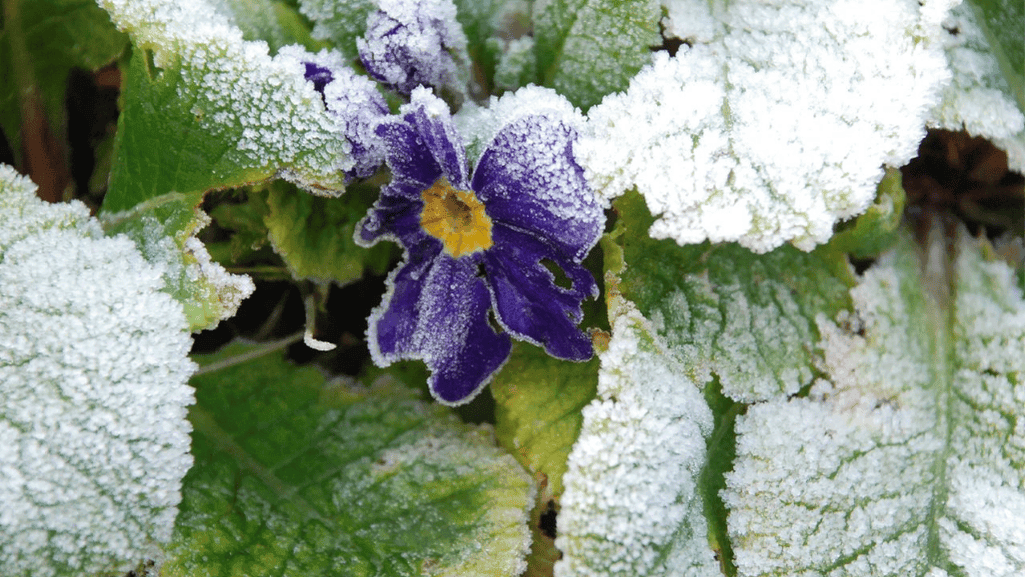 Examples of Native Frost Resistant Plants