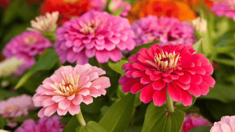 Flower Gardens 3