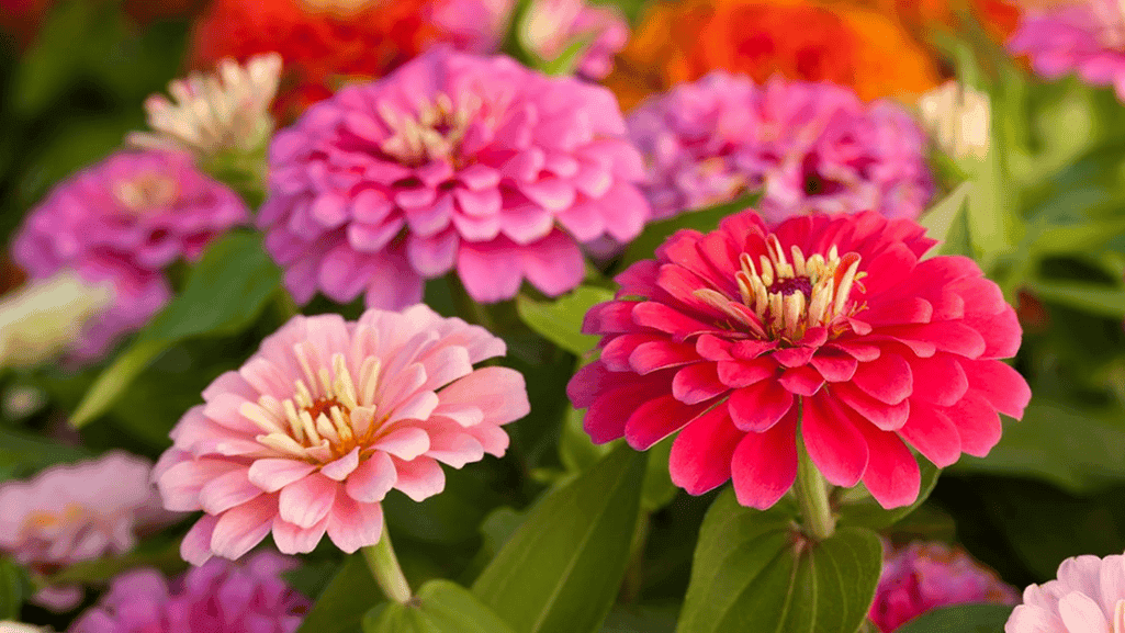 Explore the Beauty of Vibrant Flower Gardens 1 Flower Gardens 3