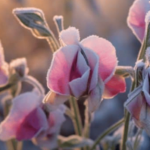 Frost Tolerance Flowers