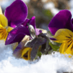 Frost Tolerance Flowers