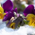 Frost Tolerance Flowers