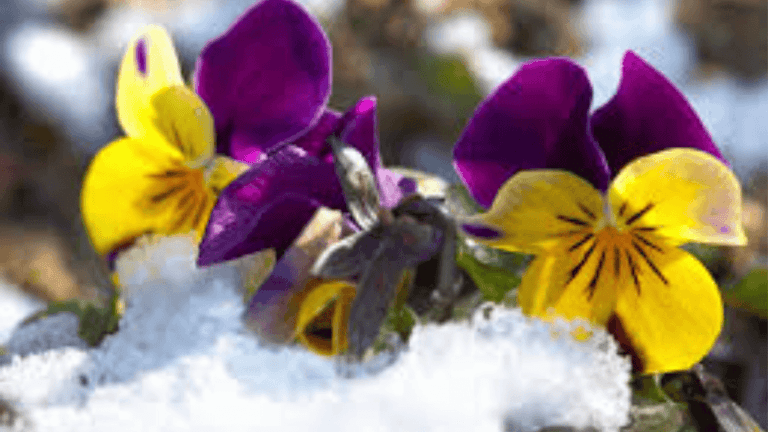 Frost Tolerance Flowers
