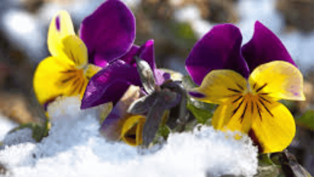 Frost Tolerance Flowers: Best Picks for Cold Climates 1 Frost Tolerance Flowers