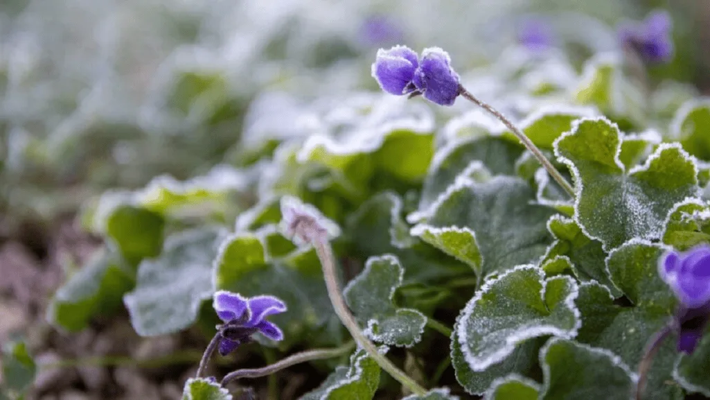 Frost Tolerance Perennials