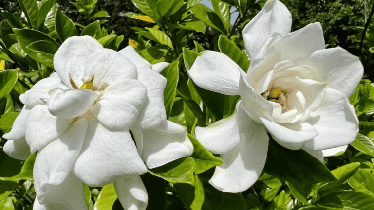 Gardenias: Elegant Fragrant Flowers for Your Garden 1 Gardenias1