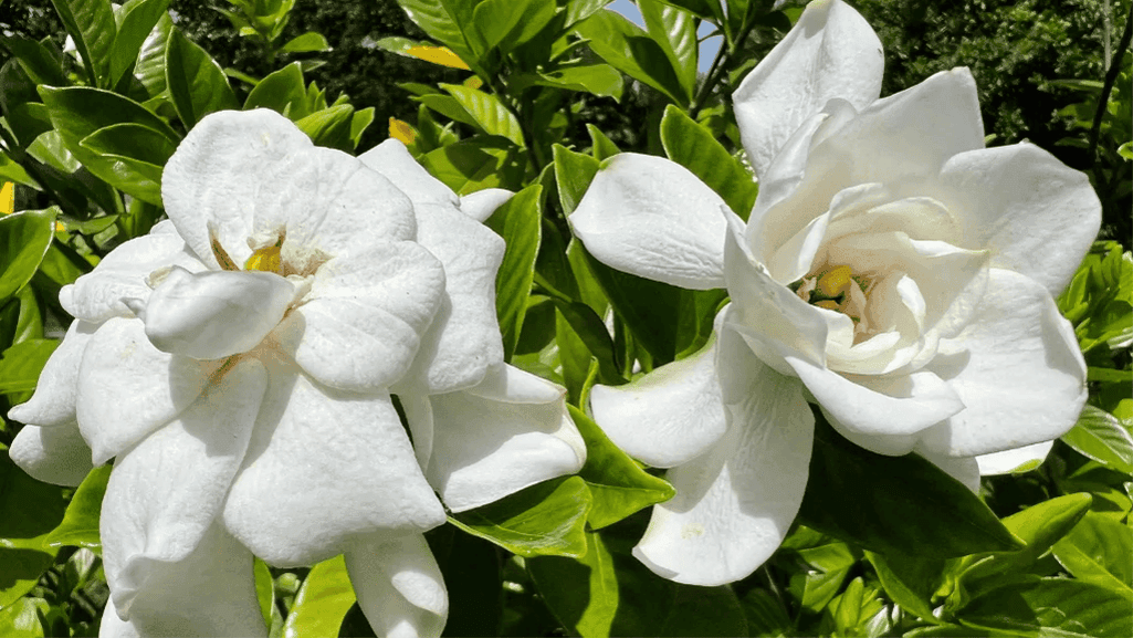 Gardenias: Elegant Fragrant Flowers for Your Garden 1 Gardenias1