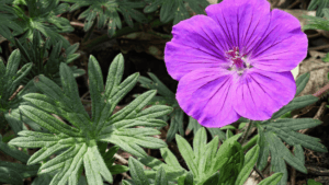 Geranium sanguineum