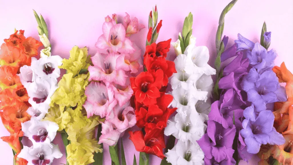 Gladiolus floral arrangement