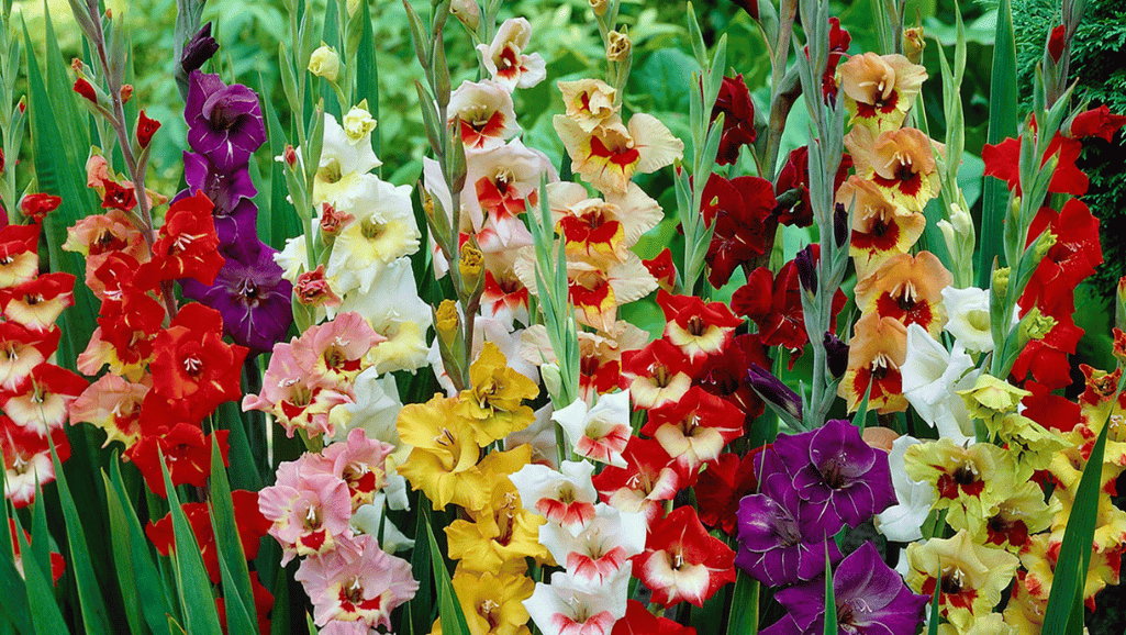 Gladiolus1